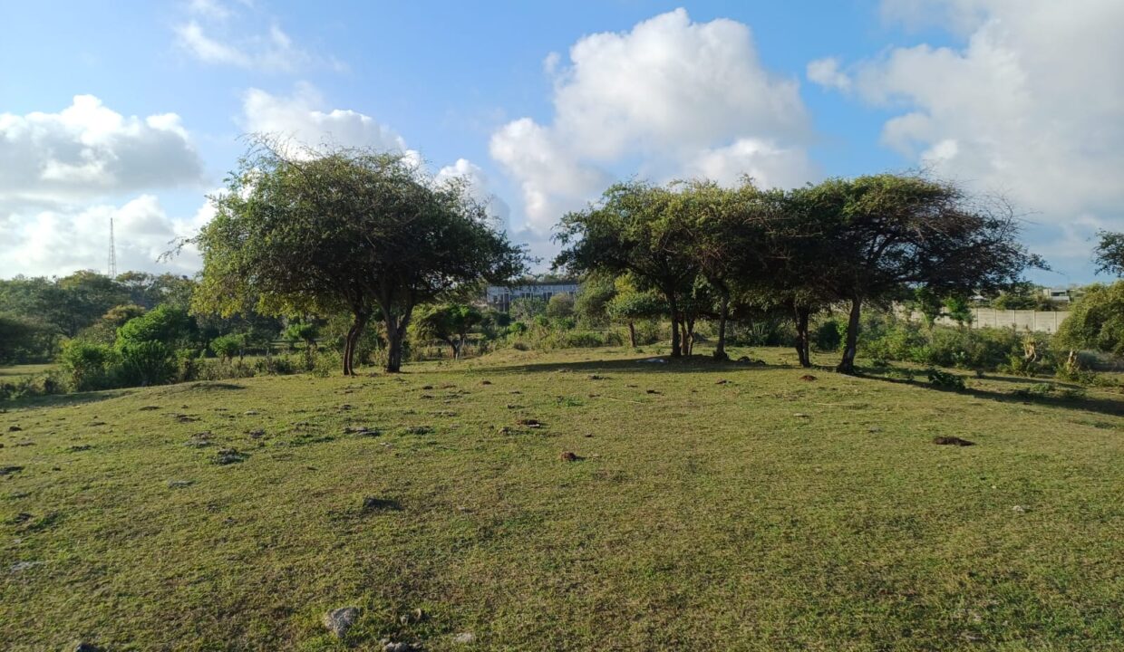 LF 124 (2)