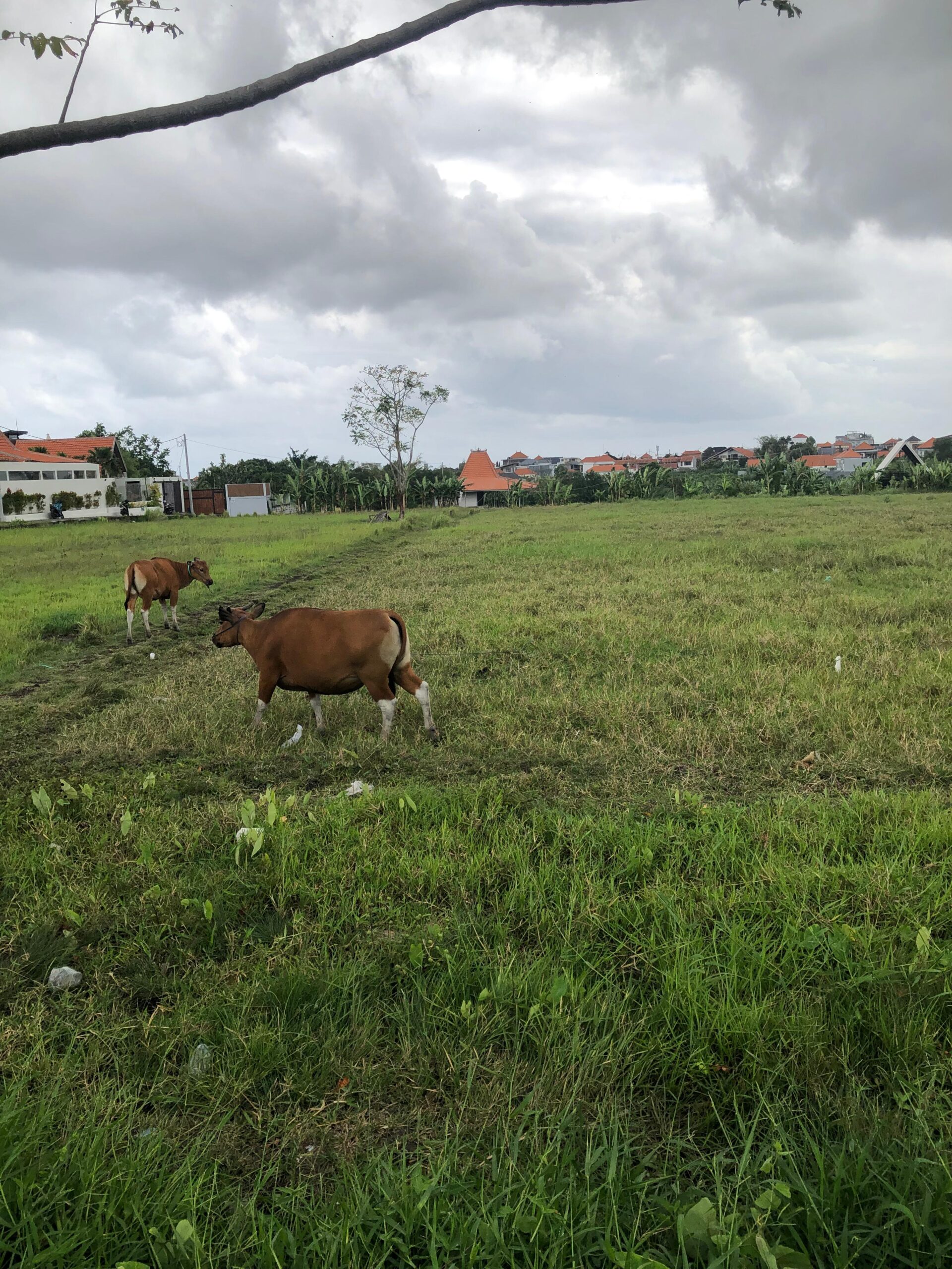 Land for Lease – Prime Roadside Location in Kerobokan