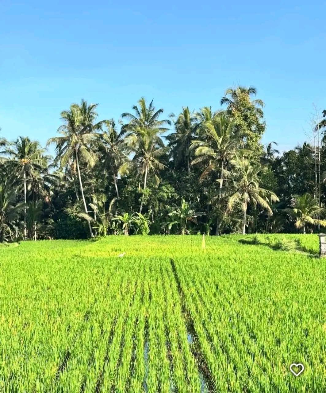 Land for Sale – Main Road Tirta Tawar, Ubud