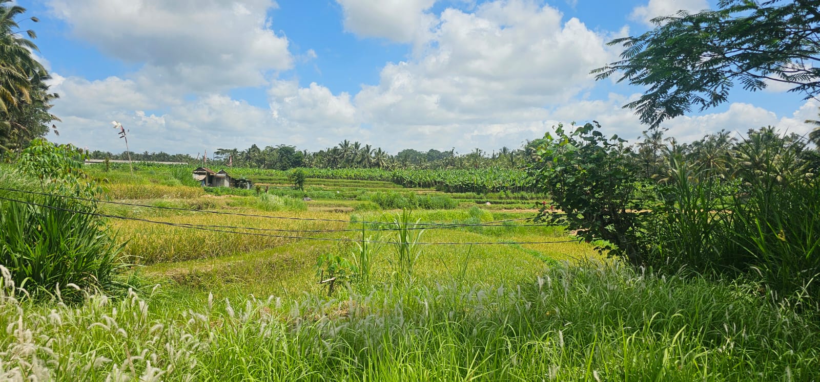 Freehold Land for Sale in Payangan Ubud Bali | Rice Field View Land Investment
